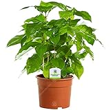 Kaffeepflanze (Coffea Arabica) – Exotische Zimmerpflanze mit glänzenden grünen Blättern – Perfekt für Zuhause, Büro oder Garten – Pflegeleicht – Höhe: 20-30 cm – Inklusive Topf