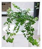BALDUR Garten Efeu, 1 Pflanze, Luftreinigende Zimmerpflanze, unterstützt das Raumklima, Hängepflanze Hedera helix, Grünpflanze, mehrjährig - frostfrei halten