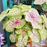 caladium pflanze samen - alocasia pflanze - bonsai topf bodendecker winterhart mehrjährig samen gartendeko für draußen frühlingsblumen blumensamen bienenwiese mini gewächshaus 350pcs