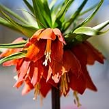 Kaiserkronen knollen mehrjährig， kaiserkrone zwiebel kaufen - garten geschenk,einfach zu Pflanzen winterharte pflanzen für garten schattenpflanzen winterhart，fensterbank deko bonsai 2pcs