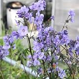 jakobsleiter samen, exotische pflanzen winterhart polemonium caeruleum bodendecker gartenkräuter, heilpflanzen samen blumenwiese, gartendeko für draußen wildblumensamen mehrjährig 20pcs