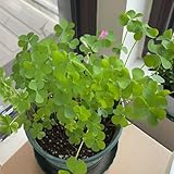 GlückskleeSamen, blumensamen kräutersamen KleeblattSamen, heilkräuter bodendecker winterhart pflanzensamen zimmerpflanzen 100pcs