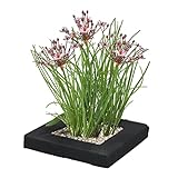 vdvelde.com - Schwanenblume Schwimminsel Teich - Bio Teichpflanzen 4 Blühende Pflanzen - Nachhaltig aus eigener Gärtnerei - Hochwertig Teichinsel Pflanzkorb - Van der Velde Wasserpflanzen