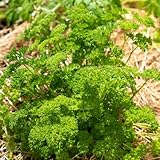 petersilie samen bio mehrjährig wildkräuter samen kräuter, bonsai samen petersiliensamen küchenkräuter, pflanzenanzucht bio saatgut gemüse, balkonpflanzen bodendecker gartenkräuter 1500pcs