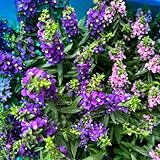 blumen samen angelonia angustifolia saatgut blumenbeet, exotische pflanzen winterhart blumensamen balkon, winterharte kübelpflanzen pflanzen für sonnige plätze, blumen balkon 300pcs