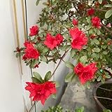 rhododendron winterhart - mehrjährig, extrem azalee, balkon 150samen