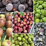 30 pcs Feigenbaum Samen, Ficus carica, obst frisch gartenarbeit geschenke für gartenliebhaber Feigenbaum Kaufen Samen, bonsai tree ökologische geschenke sukkulenten samen, extrem winterharte