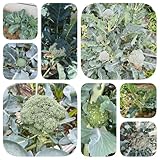 brokkoli samen winterhart - frisches gemüse,exotische pflanzen samen brokkolisamen kräutersamen,indoor garden gemüse samen,pflanzen alte gemüsesorten samen,kräutergarten küchenkräuter 500pcs