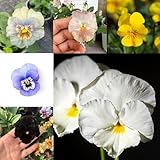 50 pcs Stiefmütterchen Samen - Viola tricolor Blumensamen Balkon, Winterharte Kübelpflanzen Stiefmütterchen Pflanzen Samen, Blumensamen Gastgeschenk, Bonsai Samen Blumendeko, Exotische