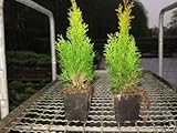 Thuja Lebensbaum 'Smaragd' Topfballen 25-30 cm 150 St. Hecke Heckenpflanze