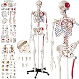 tectake® Anatomie Human Skelett lebensgroß, mit Stand Fuß auf Rollen, Skelettmodell mit Muskelbemalung, Torso, Teil Nervensystem, für Ausbildung, Medizin Studium, Chiropraktik, Science Kit