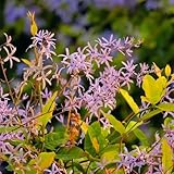 petrea volubilis gartenblumen, kräuterpflanzen wildblumen balkonblumen, kletterpflanzen winterhart topfpflanzen 60samen