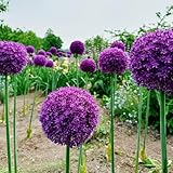 6 pcs allium zwiebeln， lila kugel zierlauch，riesenlauch bonsai topf winterharte kübelpflanzen zimmerpflanzen stauden winterhart mehrjährig allium pflanze pflanzen garten gewächshaus