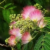 Schlafbaum Seidenbaum Samen, blumensamen bienenfreundlich seltene pflanzen outdoor pflanzen garten baum alte sorten geschenke für gartenliebhaber gartenpflanzen bäume kaufen 10pcs