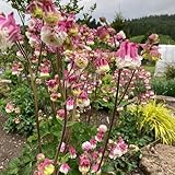 200 pcs Akelei Samen Mehrjährig Winterhart FrüHlingsblumen Blumen Geschenk Aquilegia Columbine - Deko BüRo Blumenwiese Bonsai Bienenwiese Saatgut Balkonblumen Flowers Blumenwiese Samen