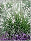 1 x Pennisetum alopecuroides im 1 Liter Topf (Ziergras/Gräser/Winterhart/Mehrjährig/Staude/Stauden) Lampenputzergras - Weiche Halme für bewegte Gartenszenen - von Stauden Gänge