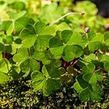 Glücksklee, blumensamen kräutersamen KleeblattSamen, pflanzensamen bodendecker gartenkräuter wildkräuter mehrjährig balkonpflanzen 80Samen