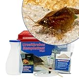 Triops cancriformis Starterset: Urzeitkrebse ca. 100 Eier, 2,5 l Aquarium, Zubehör, Futter und Anleitung