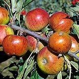 Balkonobst Apfel Cox orange Kleinobst Terrassenobst Apfelbaum 80-120 cm Lieferhöhe |malus domestica cox orange | Befruchter Elstar, Golden Del., Goldparmäne, Ingrid Marie, Klarapfel