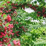 weigelie pflanze winterhart samen steingartenpflanzen winterhart weigelie wildblumen balkonblumen, sträucher deko gartendeko für draußen, blumenteppich blumenwiese samen mehrjährig 300pcs