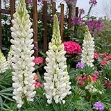 450 pcs lupinensamen mehrjährig winterhart blumen balkon bonsai samen lupine samen sträucher winterhart pflanzen geschenk blumen garten pflanzen für draußen stauden winterhart geschenke