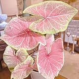 caladium pflanze samen - alocasia pflanze - frühlingsblumen hochbeet samen gartendeko für draußen frühlingsblumen sommerblumen mehrjährig winterhart hochbeet samen winterharte 80pcs