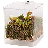 vdvelde.com - Fleischfressende Pflanze Mini Terrarium - 1 Fleischfressende Pflanze - 12x12x15 cm - Mit Licht