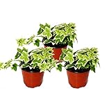 Exotenherz - Hedera helix, 3er Set, Efeu, weißbuntes Laub, 9cm Topf