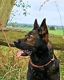 NEU: ALMADOG® Flüsterleine Silent - Lautlose, verstellbare Umhängeleine mit Zugstopp - Pirschleine aus Rundleder, ohne Metall (Braun)