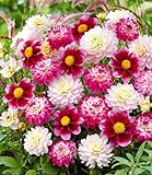 BALDUR-Garten Dahlien-Mix 'Candy Cottage', 3 Knollen, Dahlia, mehrjährig - frostfrei halten, pflegeleicht, beeindruckende Blütenpracht, lange Blütezeit