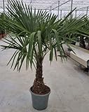 Trachycarpus fortunei XXL Hanfpalme, Winterhart, 160 cm, Für Außenbereich