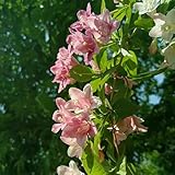 weigelie pflanze winterhart samen winterharte deko blumen balkon weigelie schnittblumen samen, winterharte sträucher balkon blumensamen mehrjährig winterhart seltene pflanzen, 500pcs