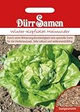 Winter Kopfsalat Samen Maiwunder Salatsamen Wintersalat ca 1000 Korn Saatgut Garten Hochbeet Gemüse Dichter Wuchs Dürr Samen