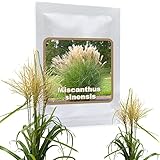 RIESEN CHINASCHILF ca.100 Samen - Silberfeder - Miscanthus chinensis winterhart - Prächtiges Gras für den Garten - ideal als Sichtschutz