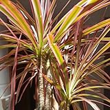 drachenbaum zimmerpflanze samen, bonsaibaum, pflanzen züchten bonsai tree bäume pflanzen topfpflanzen draußen winterhart winterharte kübelpflanzen exotische pflanzen winterhart 25pcs