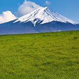 Rasensamen, bodendecker winterhart mehrjährig ZoysiaSamen, Rasensaat, grassamen stauden winterhart mehrjährig 1500pcs