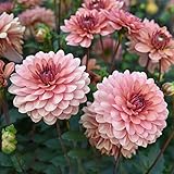 Dahlien Knollen Winterhart Blumenzwiebeln MehrjäHrig Zierlauch Zwiebeln Frisch Blumen Winterharte Dahlien KüBelpflanzen Garten Pflanzen Gartendeko FüR DraußEn Balkonblumen 2 Dahlien Zwiebel（Rosa）