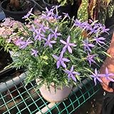 isotoma fluviatilis samen - garten hochbeet stauden winterhart garten balkon pflanzen flowers winterharte kübelpflanzen exotische pflanzen balkonpflanzen winterhart saatgut 250pcs