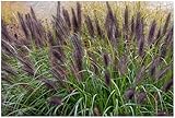 1 x Pennisetum alopecuroides 'Black Beauty' im 1 Liter Topf (Ziergras/Gräser/Winterhart/Mehrjährig/Staude/Stauden) Schwarzes Lampenputzergras - Filigrane Halme in edlem Schwarz - von Stauden Gänge