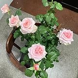 Rosen Pflanzen Winterhart Samen- kletterrosen samen- bonsai samen-schnell wachsender balkonpflanzen-blumen zum einpflanzen blumensamen geschenk-fensterbank deko pflanzen garten-ausgefallene 300pcs