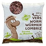 WormBox 500 STK. Kompostwürmer (250g) | Regenwürmer Eisenia, kompostieren Sie Ihren organischen Abfall - Für Vermicomposter/Komposter/Garten