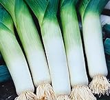 150 Samen Porree Winterhart Lauch Porreesamen Wintergemüse bis -10 Grad