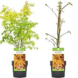 Gardeners Dream Acer Palmatum Orange Dream (20-40 cm inkl. Topf) - Japanischer Ahornbaum Winterhart - Japanische Sträucher Pflanzen Winterhart - Winterharte Pflanzen für Garten, Kübel & Terrasse