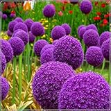 Allium Zwiebeln,Blumenzwiebeln,Winterharte Stauden, Zierblumen,Accessoires, Runde Blumen,Schnittblumen, Allium Zwiebeln Winterhart,Bienenfreundlich-5zwiebeln-E