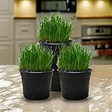 3 x 12cm Topf Ultrasoftgras (weiches Katzengras) vorgezogen