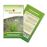 Schnittknoblauch Mehrjährig Samen - Allium tuberosum - Schnittknoblauchsamen - Kräutersamen - Saatgut für 100 Pflanzen