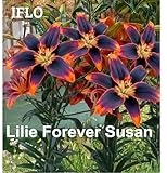 Lilien Zwiebeln Mix, Baumlilien in verschiedenen Sorten und Farben, Winterharte Blumenzwiebeln in Geschenkverpackung (5 x Lilien Forever Susan)