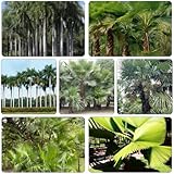 palmensamen blumengarten dekopflanze pflanzendeko schnellwachsende kletterpflanzen extrem winterharte kübelpflanzen exotische zimmerpflanzen palmen immergrüne grünpflanzen 300samen