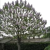 100 Stück Paulownia Elongata Samen Wald schnell wachsender Baum Hausgarten Pflanze Gartensamen zum Pflanzen jetzt Paulownia-Samen