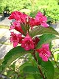 Weigelie Weigela Bristol Ruby 60-80 cm hoch im 5 Liter Pflanzcontainer